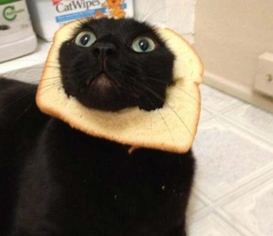 Kočky neumí nic jiného než kazit fotky