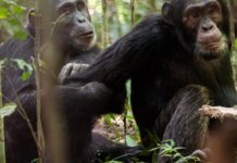 Bitva o Planetu opic aneb Skutečná válka mezi šimpanzi