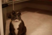 Přehlídka roztomilých koček nebo nezdravě obézních savců?