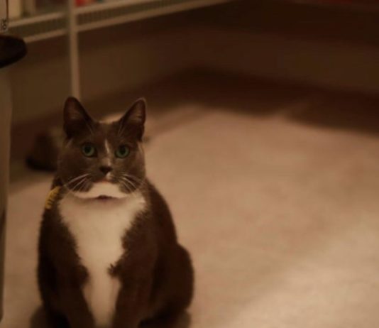 Přehlídka roztomilých koček nebo nezdravě obézních savců?