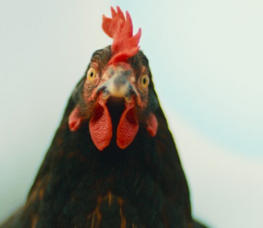 Ve filmu maďarského provokatéra Györgye Pálfiho se rodí nová herecká hvězda. Je jí Slepice